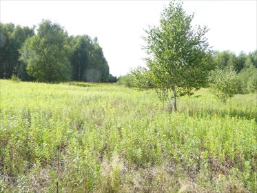 Do sprzedania malownicza działka 6666 m² z lasem w Kotowicach działka Kotowice, Kotowice