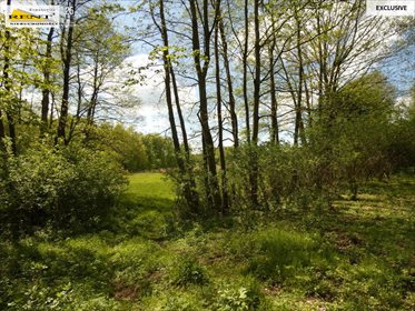 Działka siedliskowa na sprzedaż Błotno 18 300m2 Foto 5
