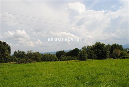 Działka leśna na sprzedaż Aleksandrów 50 000m2 Foto 2