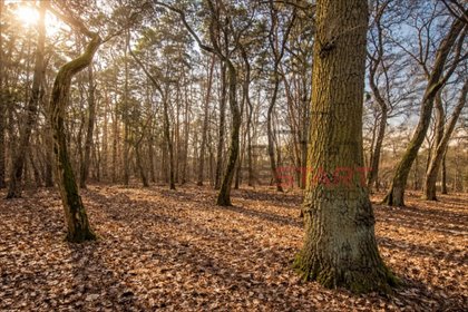 Działka 5 000 m² z lasem, media, prywatność, Książenice działka Książenice