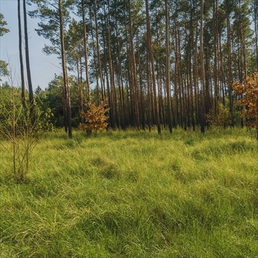 działka na sprzedaż 744m2 działka Zielona Góra