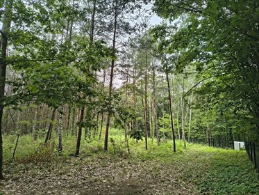 OKAZJA 160zł/m2 Sokolniki- Las działka Sokolniki-Las, Graniczna