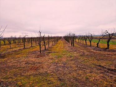 działka na sprzedaż 24468m2 działka Albinów