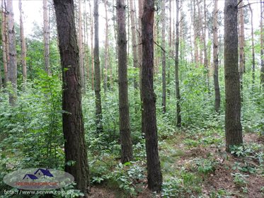 Działka leśna na sprzedaż Sieradza 7 700m2 Foto 1