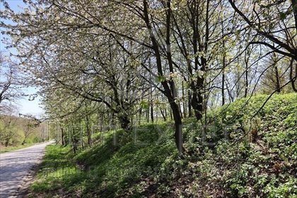 Działka inna na sprzedaż Brzoskwinia, Popówka, Brzoskwinia 8 200m2 Foto 3