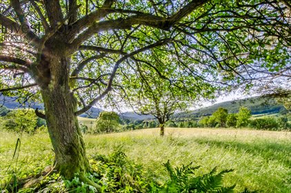 działka na sprzedaż 3030m2 działka Bartne