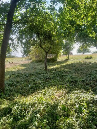 Polecam siedlisko 3027 m² z domem i budynkami w Pniewie działka Pniewo