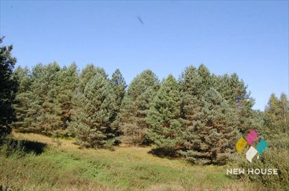 Działka rolna na sprzedaż Giławy 3 009m2 Foto 4
