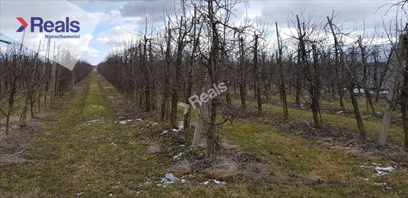Działka rolna na sprzedaż Las Dębowy 35 800m2 Foto 2