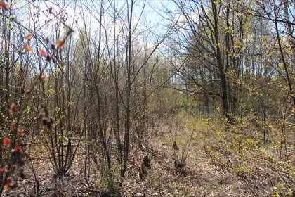 Działka 1345 m² z mediami i ogrodzeniem w Zakręcie działka Zakręt
