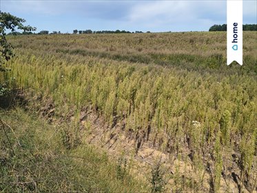 Działka rolna 3,9 ha w Dobrzyń nad Wisłą (dobra klasa ziemi) działka Dobrzyń Nad Wisłą