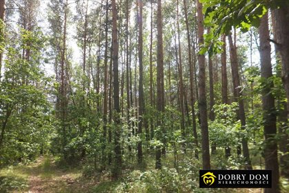 Sprzedam działkę 25 000 m² z lasem blisko jeziora Siemianówka działka Siemianówka