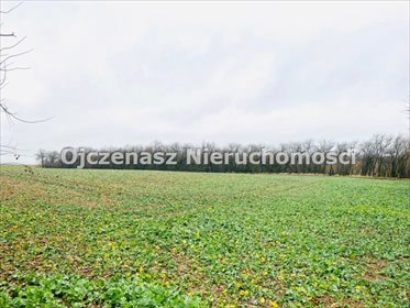 Działka 1000 m² z mediami, las w pobliżu - polecam! działka Szkocja