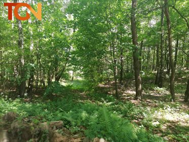 Działka budowlana na sprzedaż Dąbrówka 6 891m2 Foto 3