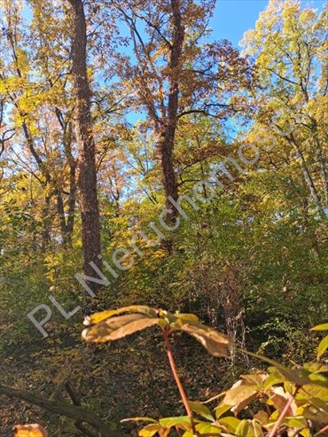 Na sprzedaż działka 1757 m² z projektem i pozwoleniem w Podkowie Leśnej działka Podkowa Leśna