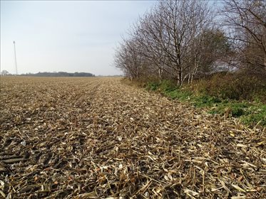 Działka budowlana na sprzedaż Łozina, Długołęka 10 447m2 Foto 4