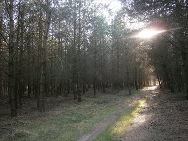 Działka leśna na sprzedaż Stara Wiśniewka 55 661m2 Foto 2