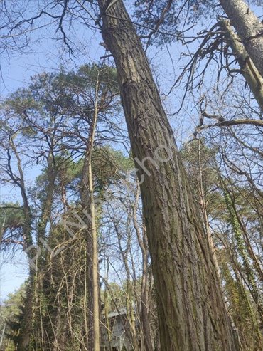 działka na sprzedaż 1800m2 działka Milanówek