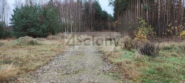 Działka 11 000 m² w lesie sosnowym - cisza i spokój działka Wycześniak