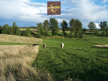 Działka inna na sprzedaż Rogale 24 500m2 Foto 3
