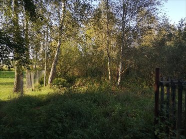 Działka leśna 5200 m² z dostępem do jeziora Roś działka Szczechy Małe