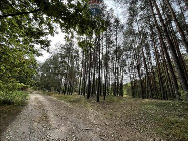 działka na sprzedaż 5500m2 działka Pustelnik