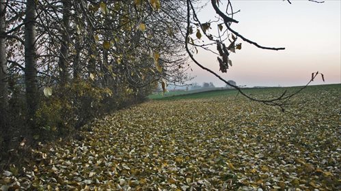 Działka komercyjna na sprzedaż Owieczki 5 000m2 Foto 3