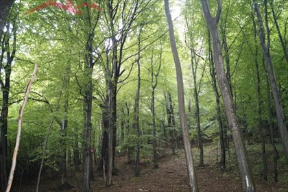 działka na sprzedaż 38900m2 działka Malinówka