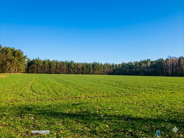 Działka rolna z potencjałem inwestycyjnym w Śródborzu działka Śródborze