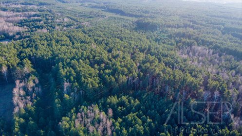 Działka leśna 36 100 m2 w Tumanek - dostęp do drogi działka Tumanek