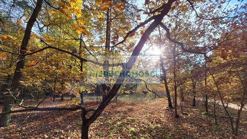 Działka leśna 4297 m2 pod zabudowę w Radziejowicach działka Radziejowice