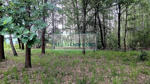 Duża działka rekreacyjno-budowlana 11 048 m2 z mediami działka Budy-Grzybek