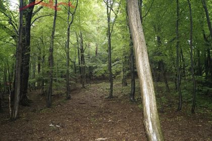Działka leśna na sprzedaż Malinówka 38 900m2 Foto 3