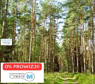 Na sprzedaż las 4,31 ha sosna i dąb w Sędziejowicach działka Chmielnik, Sędziejowice, Sędziejowice