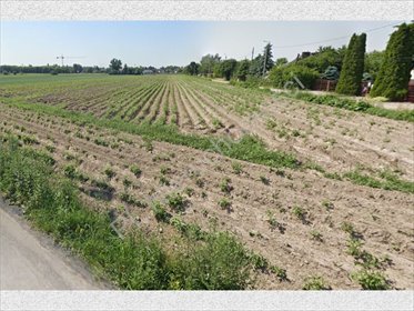 Działka 1,5ha z MPZP, media, usługowo-mieszkaniowa polecam działka Mory