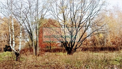 Działka 1500 m² pod dom i usługi w Milanówku działka Milanówek