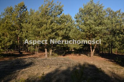 Działka leśna na sprzedaż Suchcice 12 200m2 Foto 3