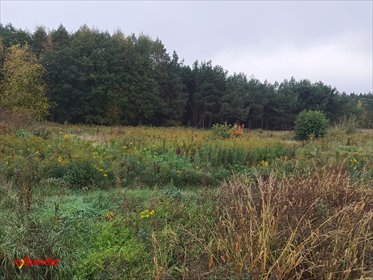 Do sprzedania działka 1521 m² z lasem i dostępem do mediów działka Sąsieczno