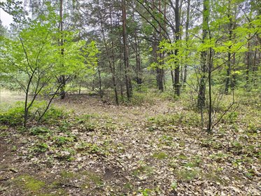 Działka 2442m2 w Sokolnikach-Lesie 150zł/m2 działka Sokolniki-Las, Graniczna