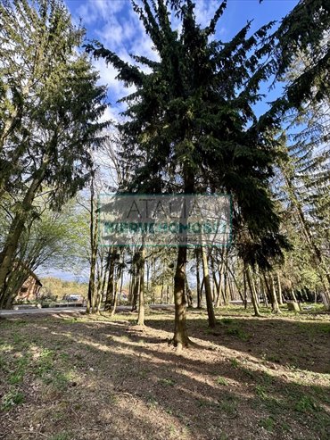 Działka 2500 m² z domem, media, las, Żółwin działka Żółwin