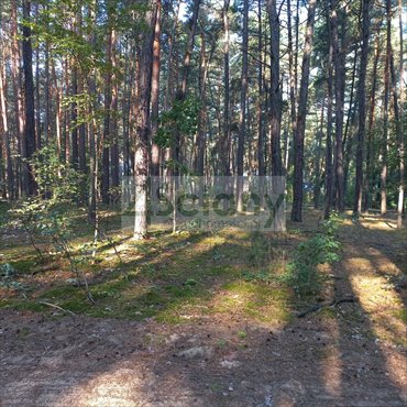 Działka leśna pod zabudowę jednorodzinną - Sękocin Las działka Sękocin-Las