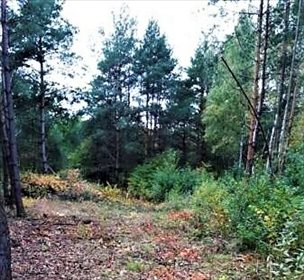 działka na sprzedaż 2500m2 działka Józefów, Górki, Sezamkowa