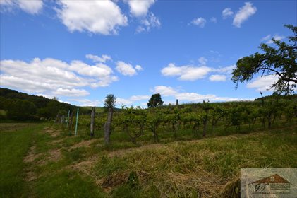 Działka rolna na sprzedaż Węgierka 11 700m2 Foto 2