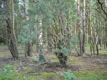 Działka leśna na sprzedaż Ołdakowizna 7 774m2 Foto 3