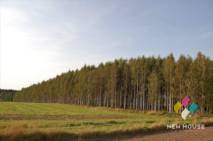 Działka leśna na sprzedaż Barcikowo 41 800m2 Foto 3