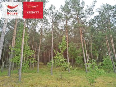 działka na sprzedaż 3168m2 działka Legbąd, Szkolna