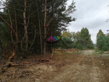 Na sprzedaż działka 3026 m² w otoczeniu lasu i łąk działka Niekursko