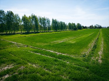 Działka pod dom z lasem, media, MPZP – Helenów działka Helenów