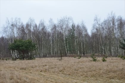 działka na sprzedaż 1200m2 działka Wojcieszyn