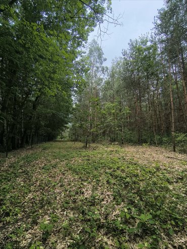 Na tej działce powstanie Twój leśny dom działka Sokolniki-Las, Graniczna